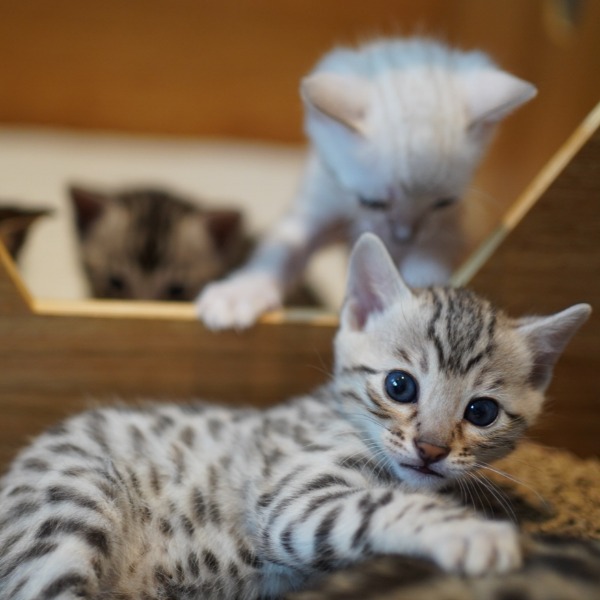 Foto 3 van het  kitten van cattery  Gemofice op kittentekoop.