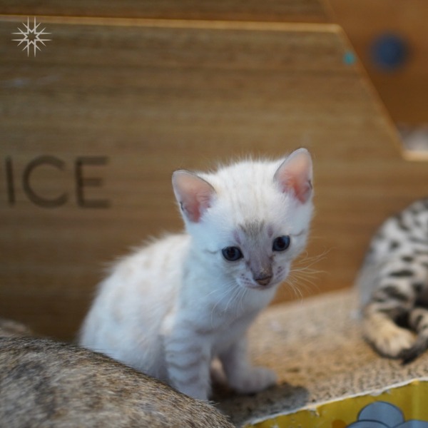 Foto 5 van het  kitten van cattery  Gemofice op kittentekoop.