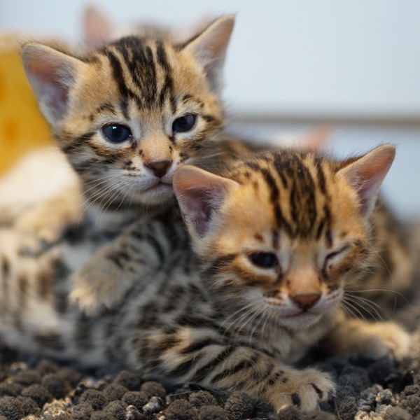 Foto 1 van het  kitten van cattery  Gemofice op kittentekoop.