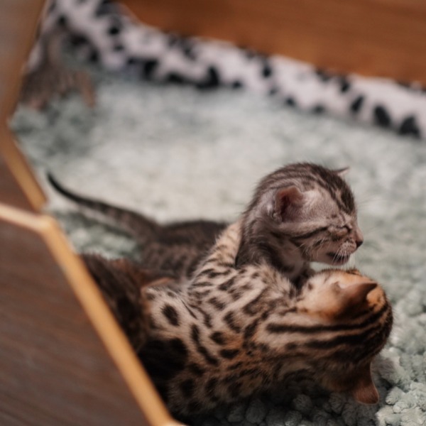 Foto 2 van het  kitten van cattery  Gemofice op kittentekoop.