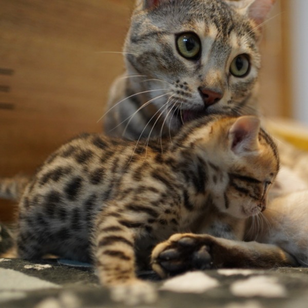 Foto 3 van het  kitten van cattery  Gemofice op kittentekoop.