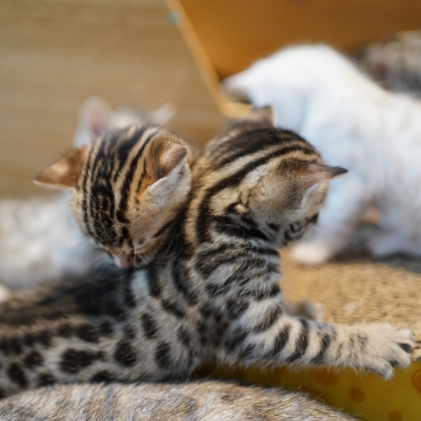 Foto 4 van het  kitten van cattery  Gemofice op kittentekoop.
