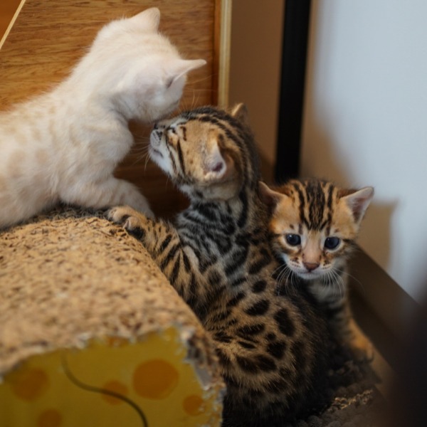 Foto 5 van het  kitten van cattery  Gemofice op kittentekoop.