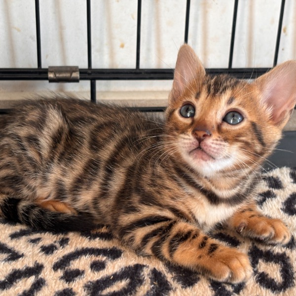 Foto 3 van het  kitten van cattery  Royalkatzz op kittentekoop.