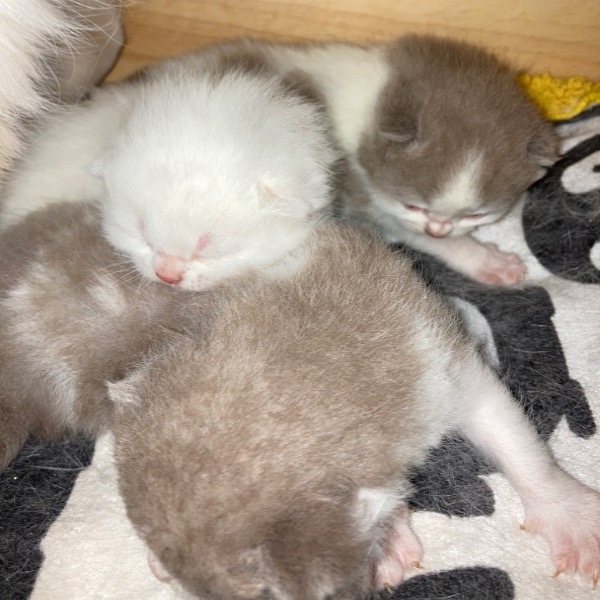Foto 3 van het  kitten van cattery  van 