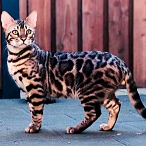 Foto van de dekkater