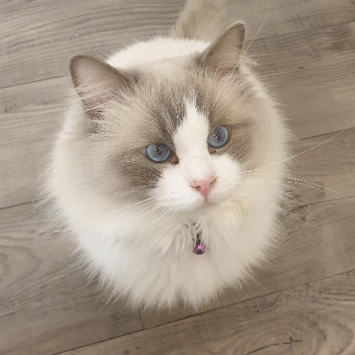 Foto van de dekkater