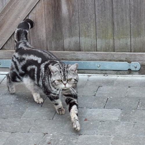 Foto van de dekkater