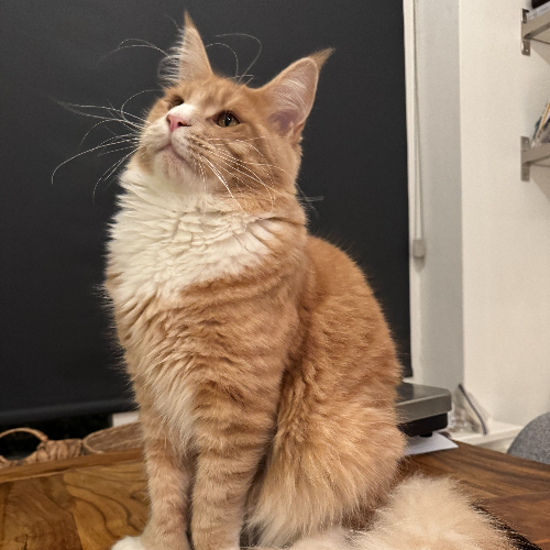 Foto van de dekkater