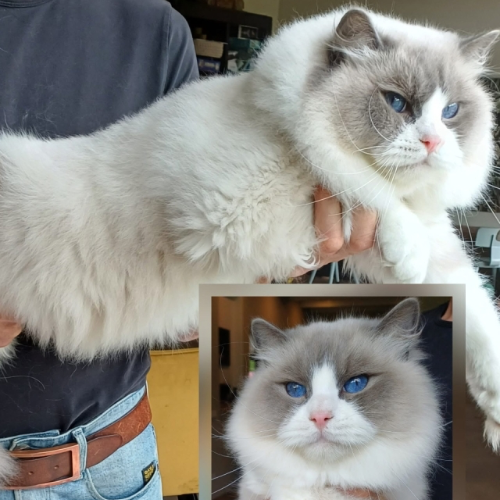 Foto van de dekkater