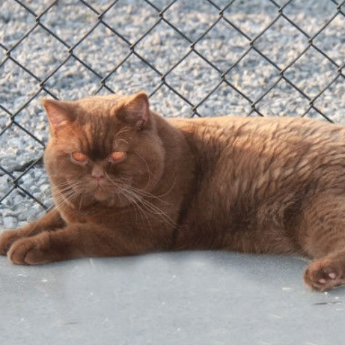 Foto van de dekkater