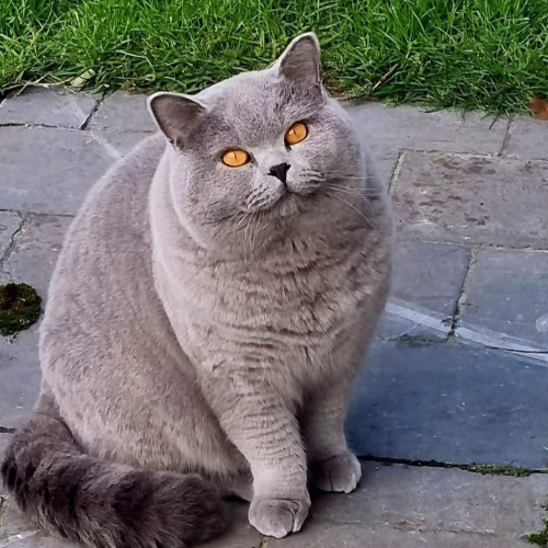 Foto van de dekkater