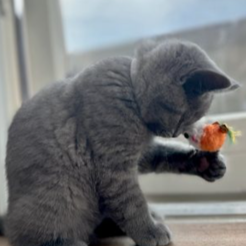 Foto van de dekkater