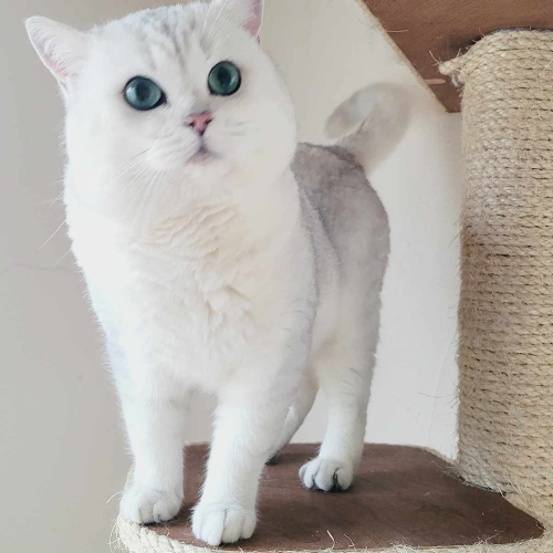 Foto van de dekkater