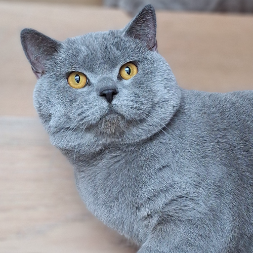 Foto van de dekkater