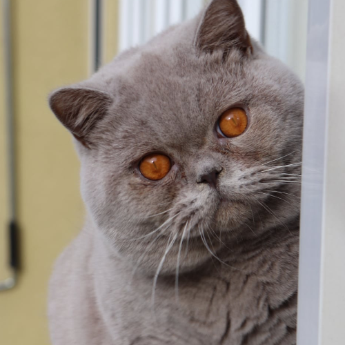 Foto van de dekkater