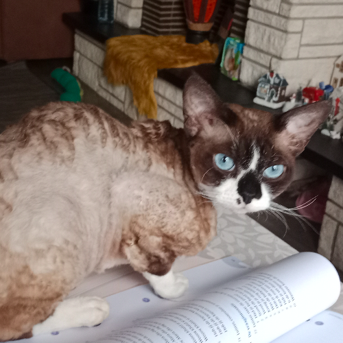 Foto van de dekkater