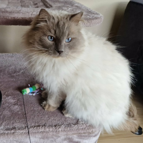 Foto van de dekkater