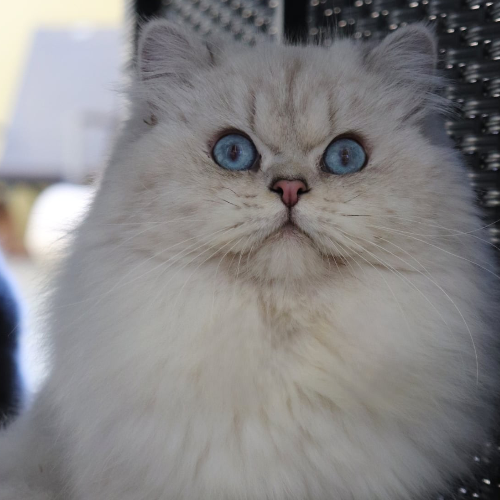 Foto van de dekkater