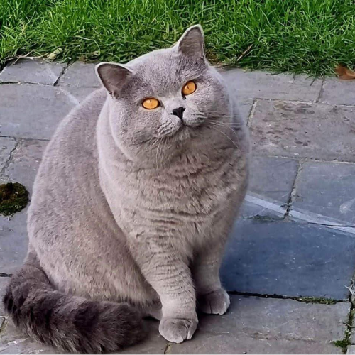 Foto van de dekkater