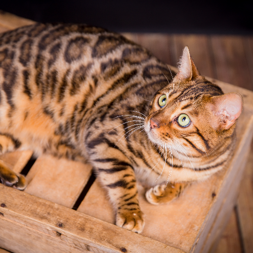 Foto van de dekkater