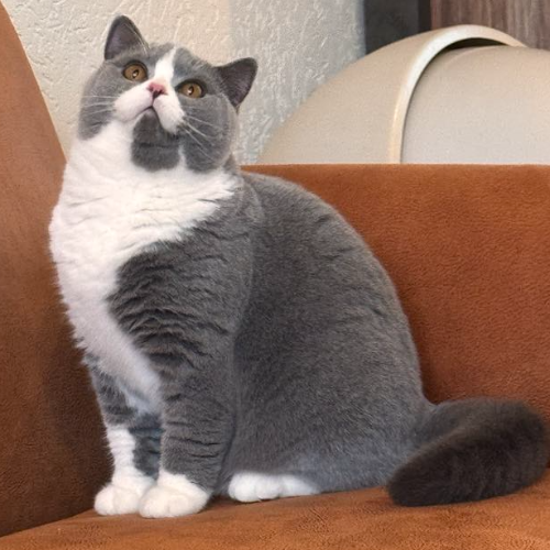 Foto van de dekkater