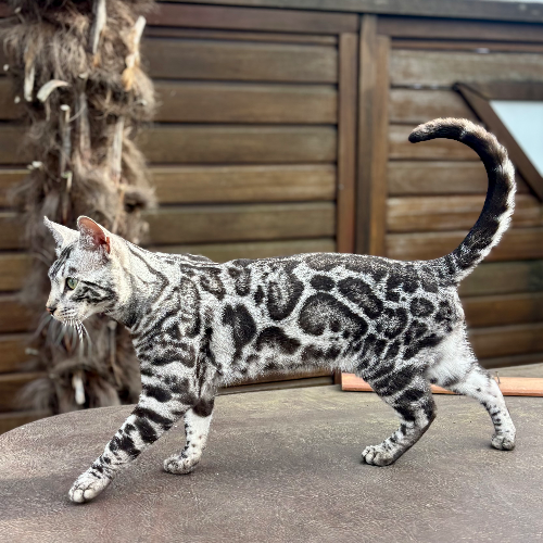 Foto van de dekkater