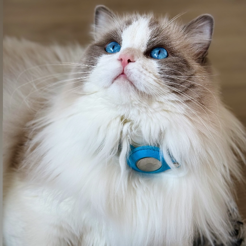 Foto van de dekkater