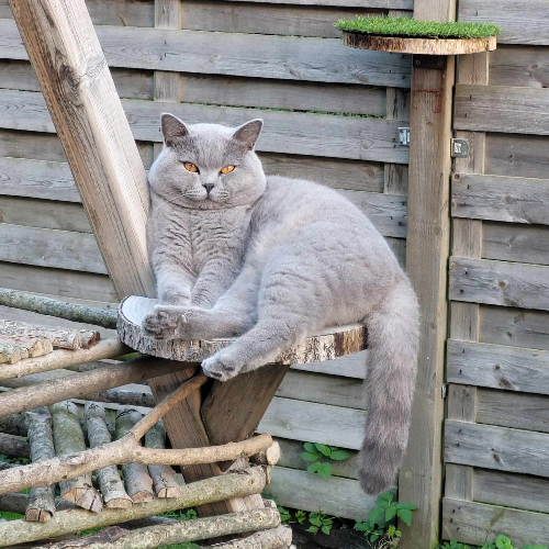 Foto van de dekkater