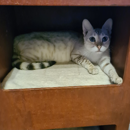 Foto van de poes