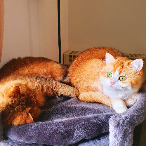 Foto van de poes