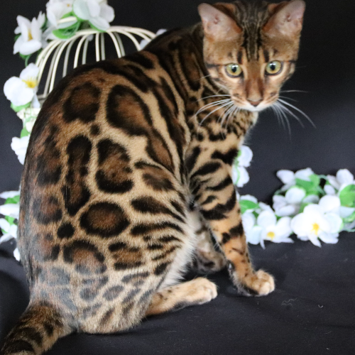 Foto van de poes