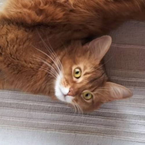Foto van de poes