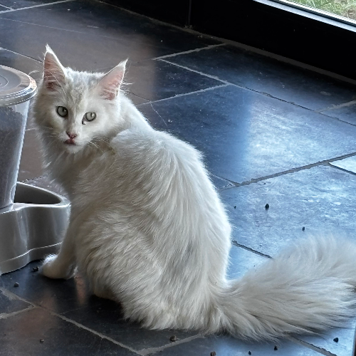 Foto van de poes