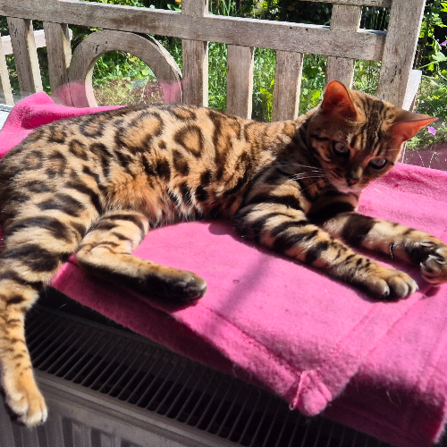 Foto van de poes