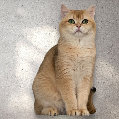 Foto van de poes
