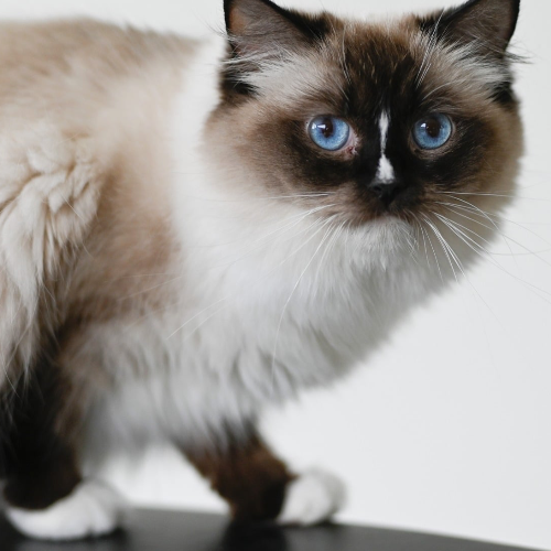 Foto van de poes