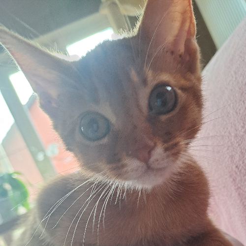 Foto van de poes
