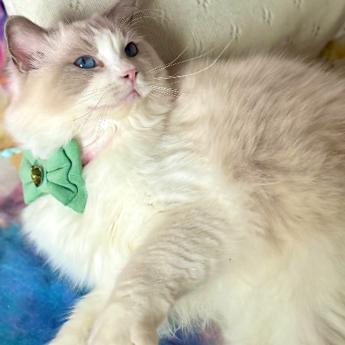 front.herplaats_image