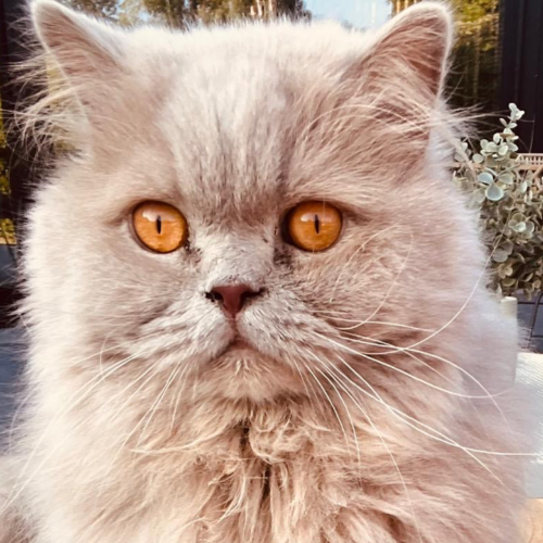 front.herplaats_image