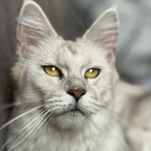 front.herplaats_image