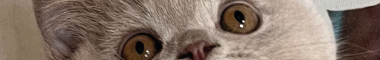 Cattery banner