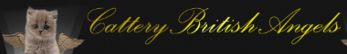 Cattery banner