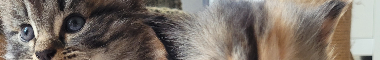 Cattery banner