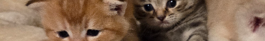 Cattery banner
