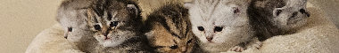 Cattery banner