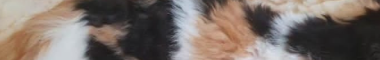 Cattery banner