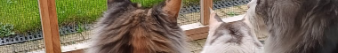 Cattery banner
