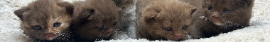 Cattery banner