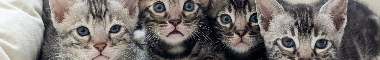 Cattery banner